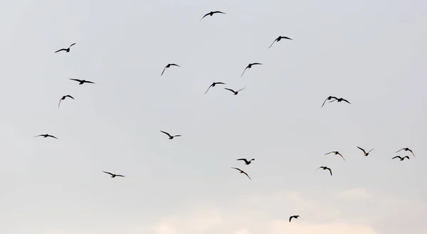 Een Kudde Meeuwen Lucht Bij Zonsondergang — Stockfoto