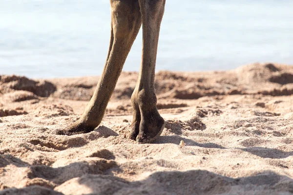 Foot Camel Sand — Stock Photo, Image