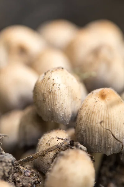 Ehetetlen Gomba Természetben Parkban Természetben — Stock Fotó