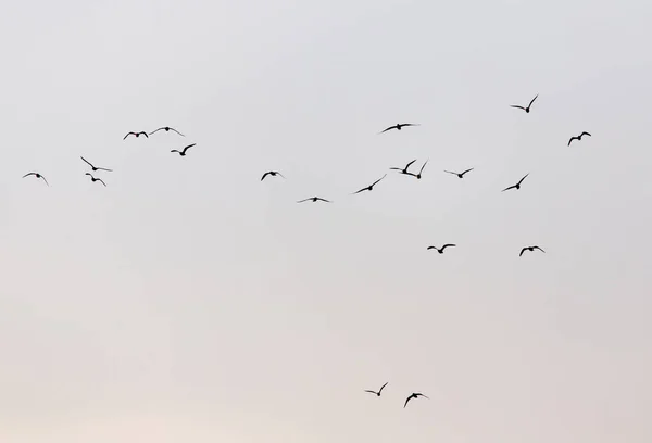 Troupeau Mouettes Dans Ciel Coucher Soleil — Photo