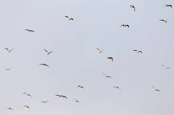 Een Kudde Meeuwen Lucht Bij Zonsondergang — Stockfoto