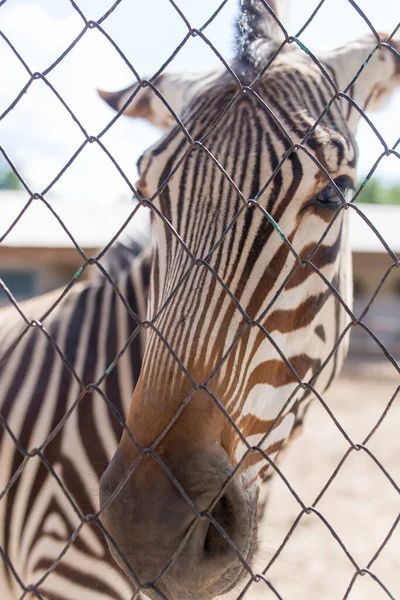 Portrait Zebra Zoo Fence — Stock Photo, Image