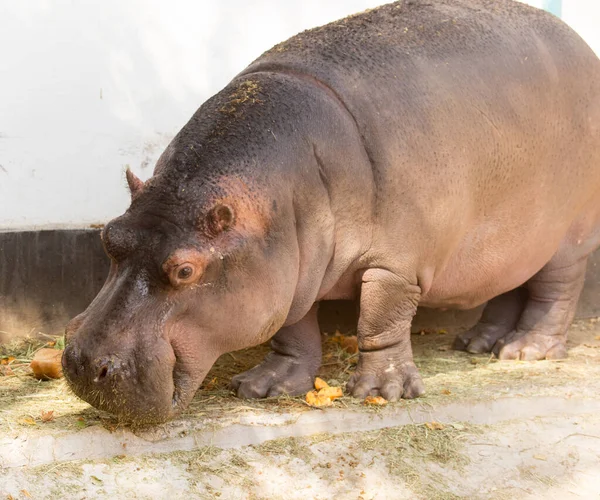 Hipopótamo Parque Naturaleza — Foto de Stock