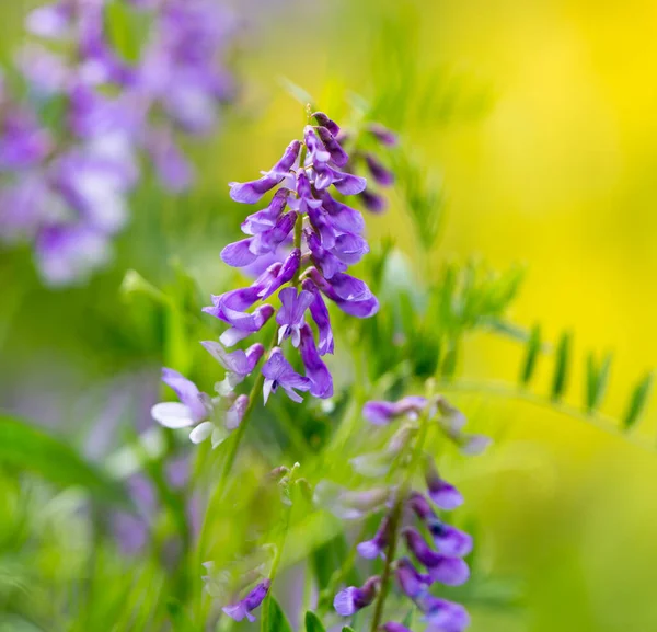 Doğadaki Güzel Mavi Çiçek Doğadaki Parkta — Stok fotoğraf