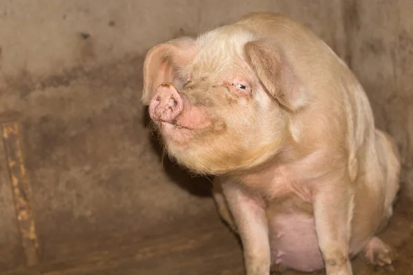 Portrait Pig Farm — Stock Photo, Image