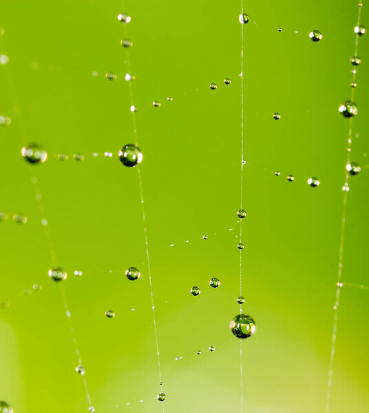 water droplets on a spider web in nature .