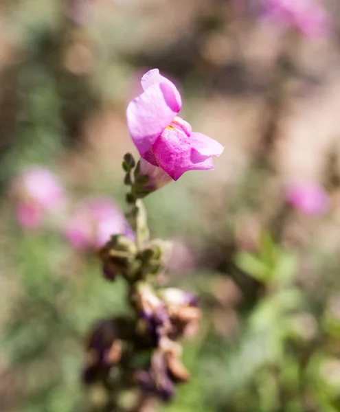 自然界中美丽的粉红色花朵 在大自然的公园里 — 图库照片