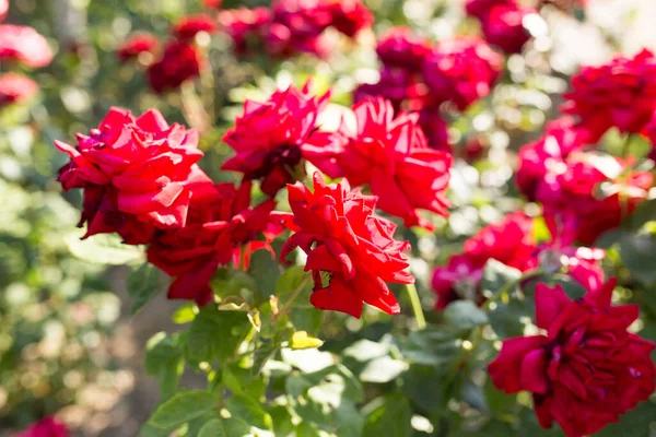 Rosa Roja Parque Sobre Naturaleza — Foto de Stock