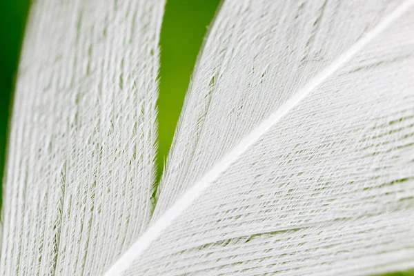 Plumas Sobre Fondo Verde Foto Una Textura Abstracta — Foto de Stock