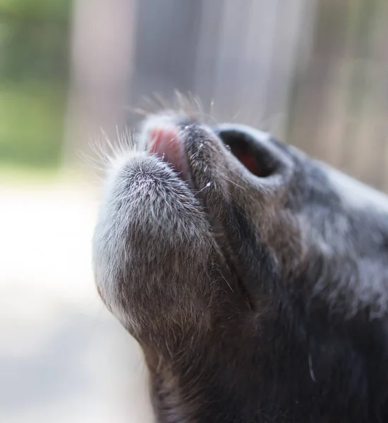 Goat Showing Tongue Nature Park Nature — Stock Photo, Image