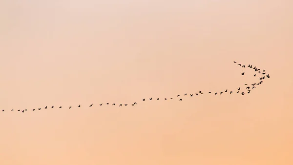 Ein Schwarm Vögel Bei Sonnenuntergang Park Der Natur — Stockfoto