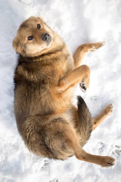 Köpek Kışın Açık Havada Karda Yatıyor — Stok fotoğraf