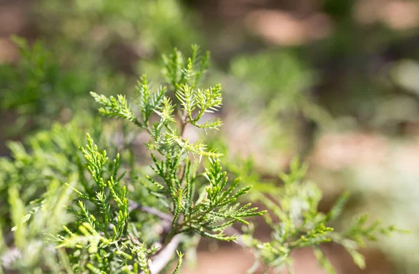 Beautiful Branch Thuja Nature — Stock Photo, Image