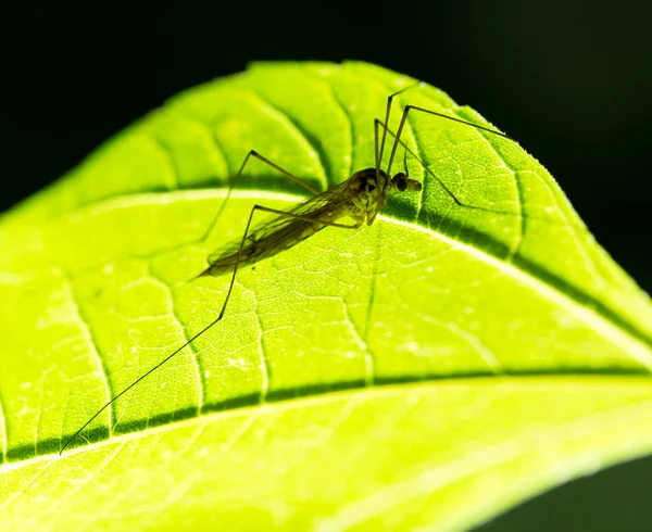 Mosquito Grande Sobre Una Hoja Verde Parque Naturaleza — Foto de Stock