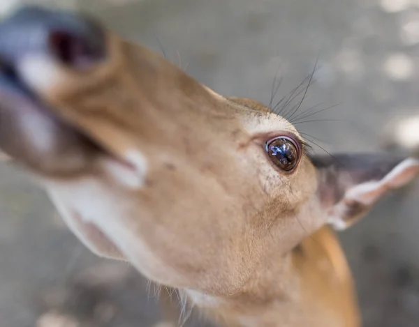 動物園の若い鹿の肖像画 — ストック写真