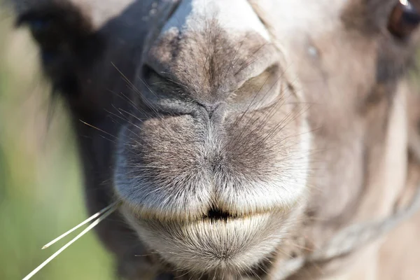 ラクダの口だ 自然公園で — ストック写真