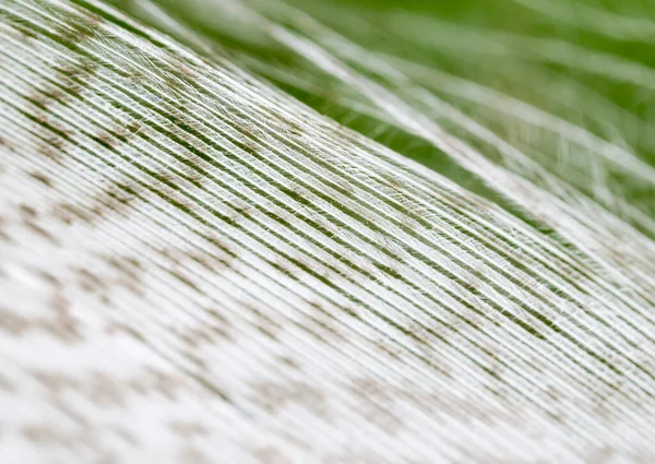 Plumas Sobre Fondo Verde Foto Una Textura Abstracta — Foto de Stock