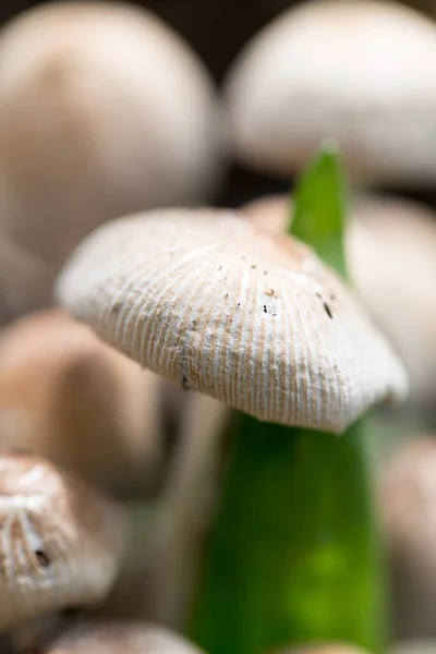 Doğada Yenmez Mantarlar Doğadaki Parkta — Stok fotoğraf