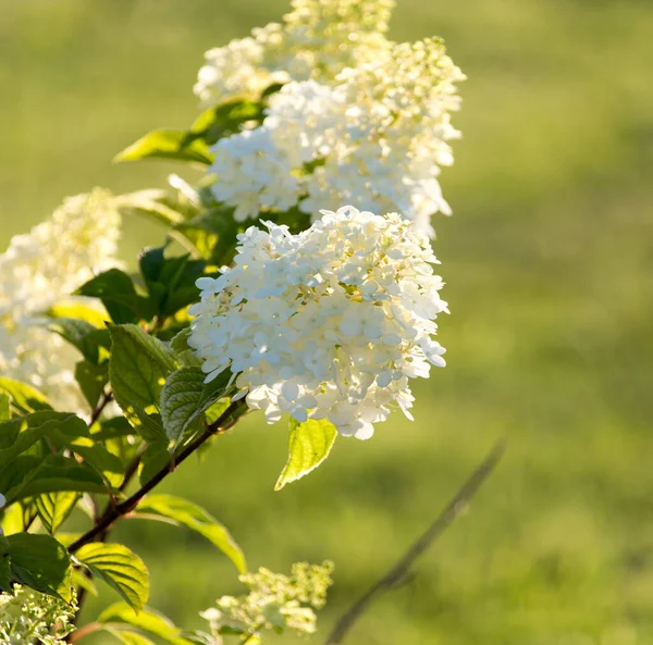 Mooie Witte Bloem Natuur Het Park Natuur — Stockfoto