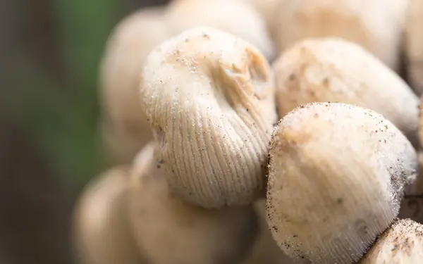 Funghi Non Commestibili Natura Nel Parco Nella Natura — Foto Stock