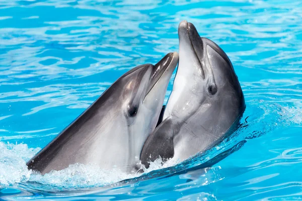 Twee Dansende Dolfijnen Het Zwembad Het Park Natuur — Stockfoto