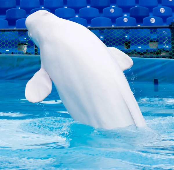 Vit Delfin Poolen Parken Naturen — Stockfoto