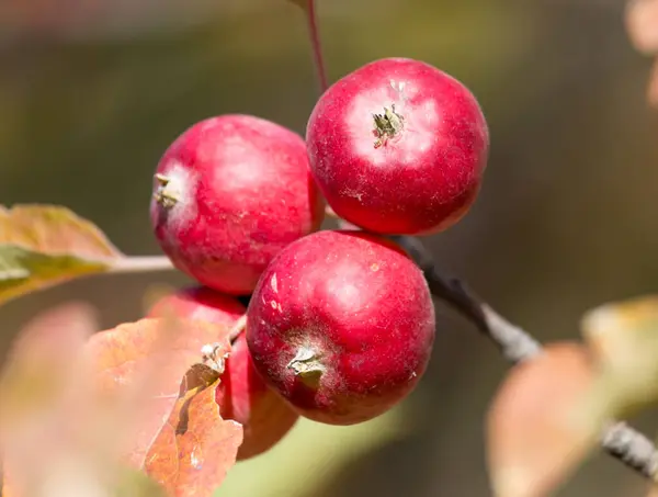 Manzana Roja Árbol Naturaleza —  Fotos de Stock