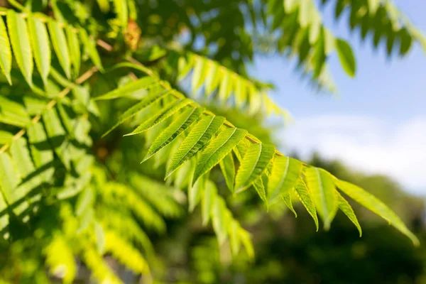 Zielone Liście Drzewie Przyrodzie — Zdjęcie stockowe