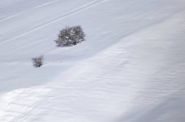 Árbol Invierno Naturaleza Parque Naturaleza — Foto de Stock