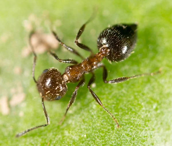 Mrówka Zielonym Liściu Parku Przyrodzie — Zdjęcie stockowe