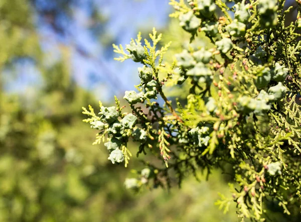 Όμορφο Κλαδί Της Thuja Στη Φύση — Φωτογραφία Αρχείου