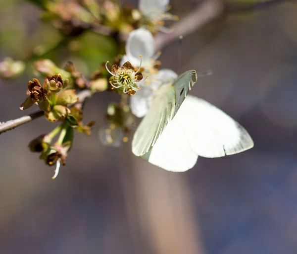 Mariposa Blanca Sobre Una Flor Blanca Parque Naturaleza — Foto de Stock