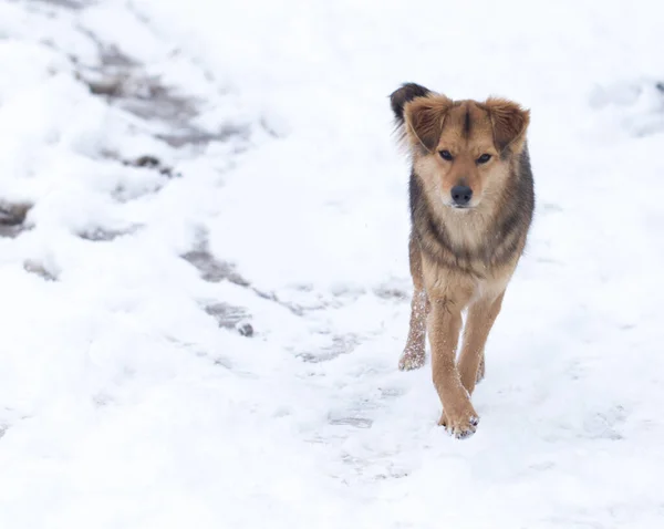 Cane Che Corre All Aperto Inverno Nel Parco Nella Natura — Foto Stock