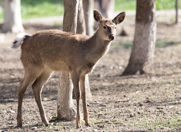 Young Female Deer Park Nature — Stock Photo, Image