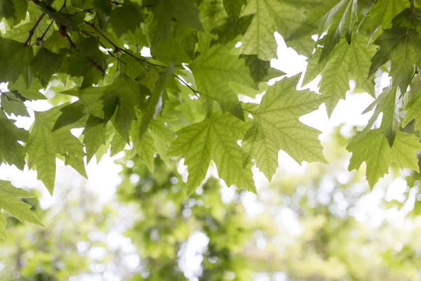 Foglie Acero Verde Sulla Natura Nel Parco Nella Natura — Foto Stock