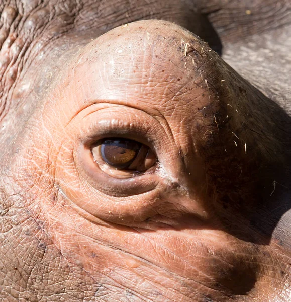 Dentes Hipopótamos Parque Natureza — Fotografia de Stock
