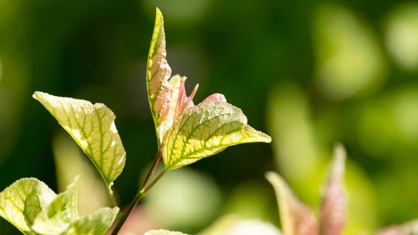 Foglie Verdi Sull Albero Natura — Foto Stock