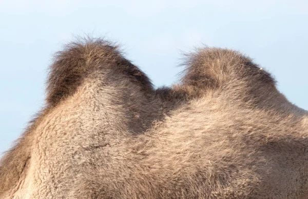 Dos Jorobas Camello Parque Naturaleza —  Fotos de Stock