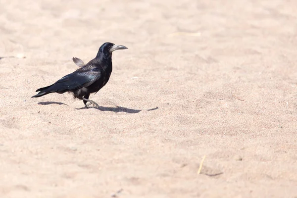 Corbeau Noir Sur Sable Dans Parc Dans Nature — Photo