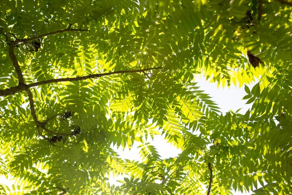 Feuilles Vertes Sur Arbre Dans Nature — Photo