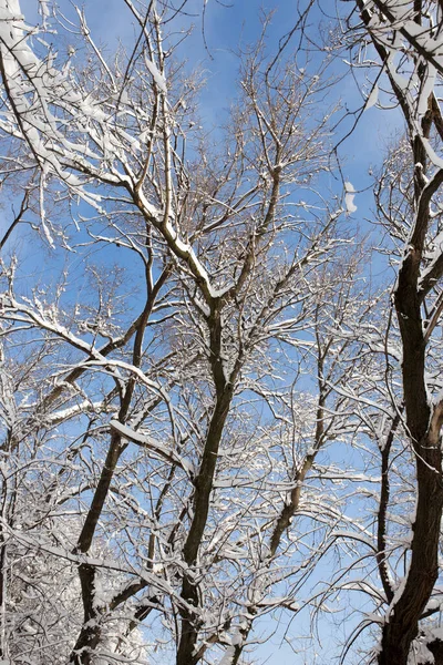 Сніг Дереві Фоні Блакитного Неба — стокове фото