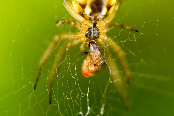 Spindel Grön Natur Parken Naturen — Stockfoto