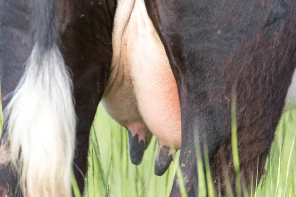奶牛的乳房 在大自然的公园里 — 图库照片
