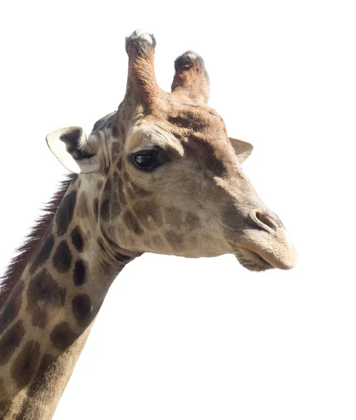 Porträt Einer Giraffe Auf Weißem Hintergrund — Stockfoto