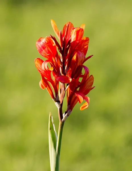 Belle Fleur Rouge Dans Nature Dans Parc Dans Nature — Photo