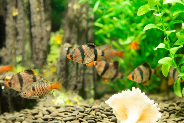 Vissen Een Aquarium Het Park Natuur — Stockfoto