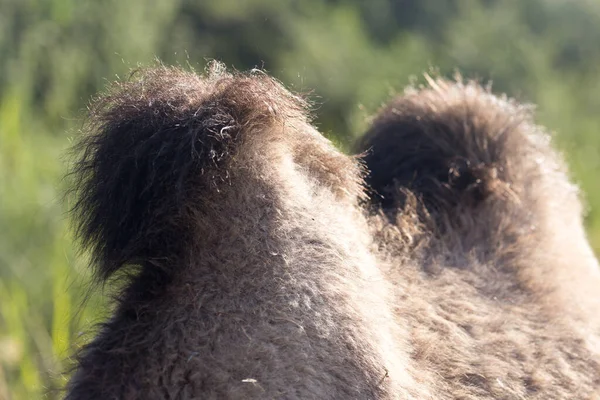 两头骆驼的驼背 在大自然的公园里 — 图库照片