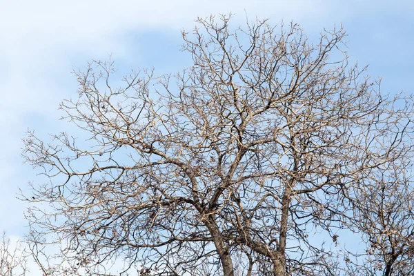 Δέντρα Χωρίς Φύλλα Ενάντια Στον Γαλάζιο Ουρανό — Φωτογραφία Αρχείου
