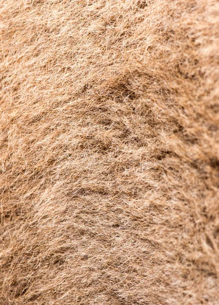 骆驼毛作为背景 抽象纹理的照片 — 图库照片