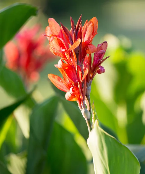 Schöne Rote Blume Der Natur Park Der Natur — Stockfoto